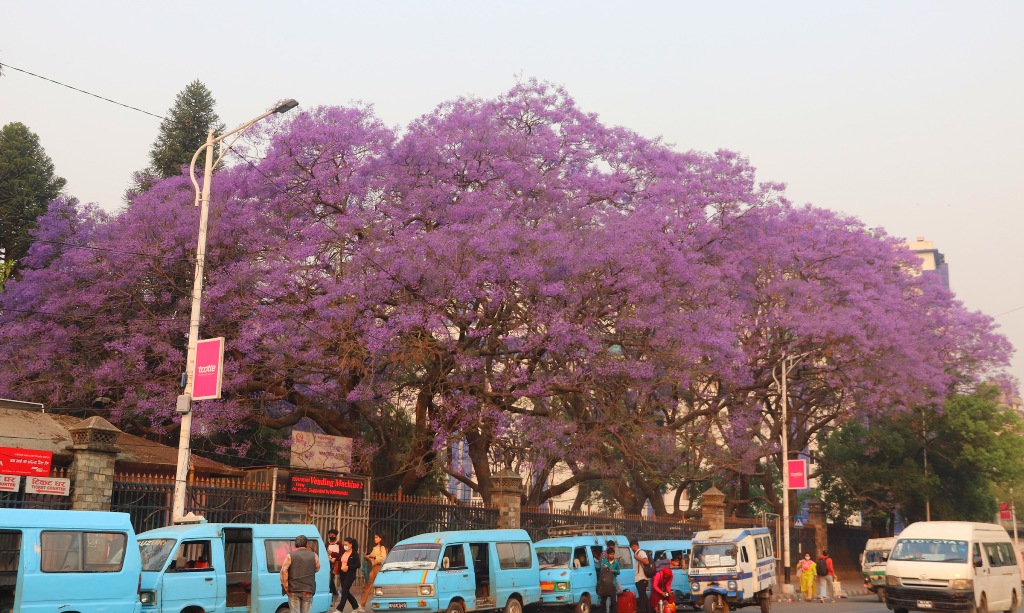 जाकाराण्डा फूल