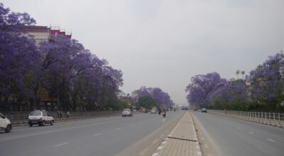 जाकाराण्डा फूल