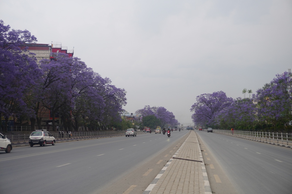 जाकाराण्डा फूल