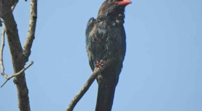 लालचुच्चे ठेउवा