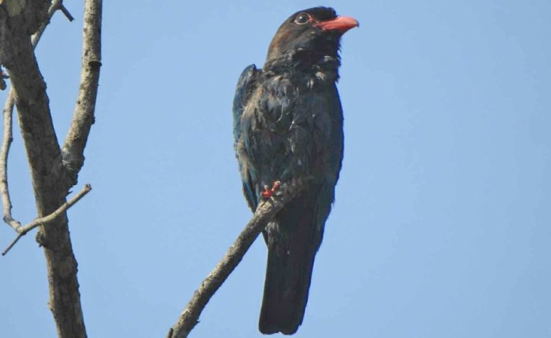 लालचुच्चे ठेउवा