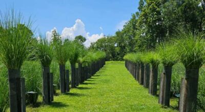 भेटिभर खेतीको प्रवर्द्धन