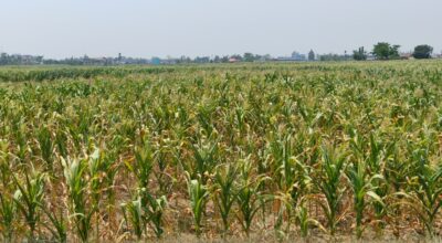 झापामा खडेरीले सुक्न थाल्यो मकै