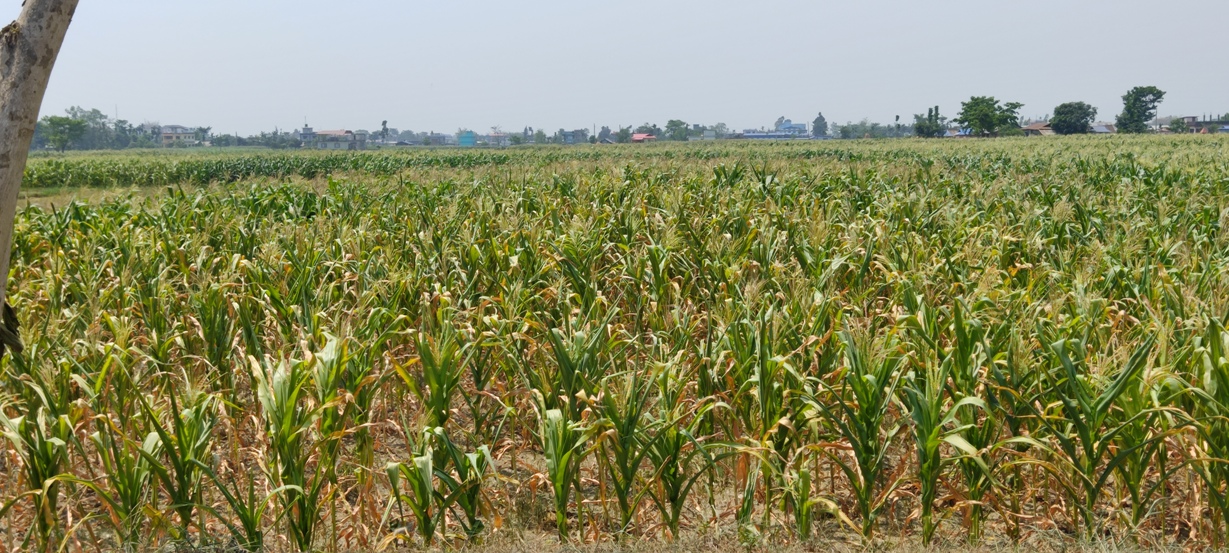 झापामा खडेरीले सुक्न थाल्यो मकै