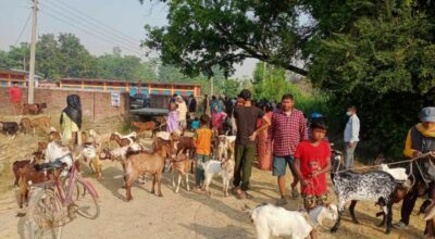 पशुपन्छीको उपचार