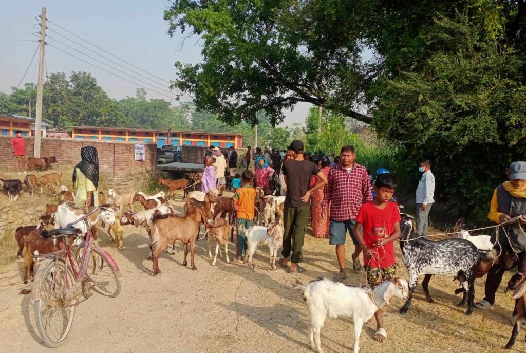 पशुपन्छीको उपचार