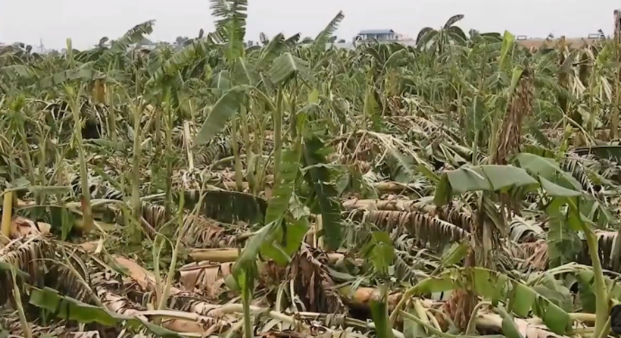 केरामा क्षति