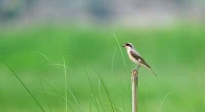 लेसर ग्रे स्राइक
