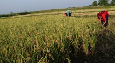 चैतेधान भित्र्याउने चटारो