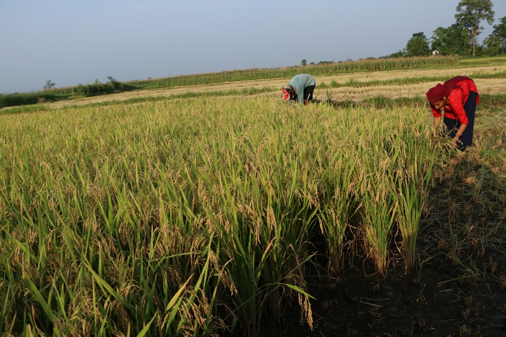 चैतेधान भित्र्याउने चटारो