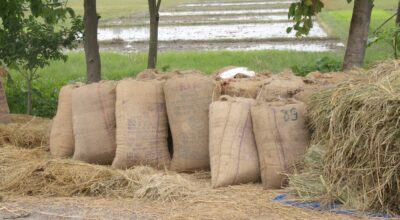 झापामा धान नबिकेपछि किसान चिन्तित