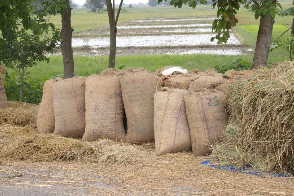 झापामा धान नबिकेपछि किसान चिन्तित