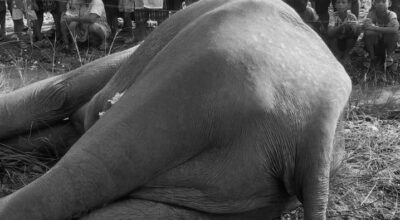 मत्ता हात्ती