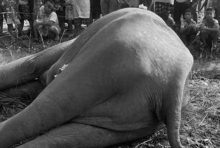 मत्ता हात्ती