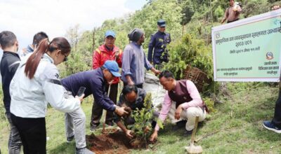 पाथीभरा क्षेत्रमा वृक्षरोपण अभियान सुरु