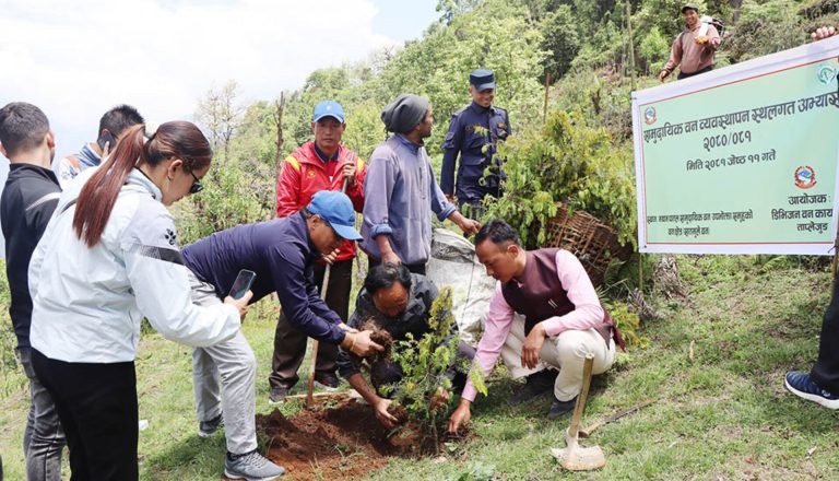 पाथीभरा क्षेत्रमा वृक्षरोपण अभियान सुरु