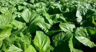 सागसब्जी