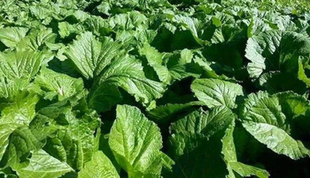 सागसब्जी