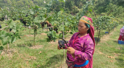 व्यावसायिक अङ्गुरखेती