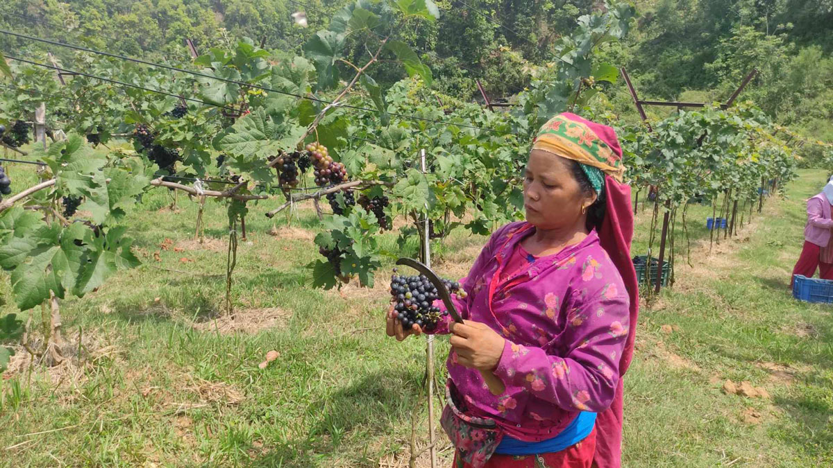व्यावसायिक अङ्गुरखेती