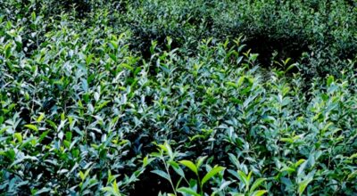 चियाखेती