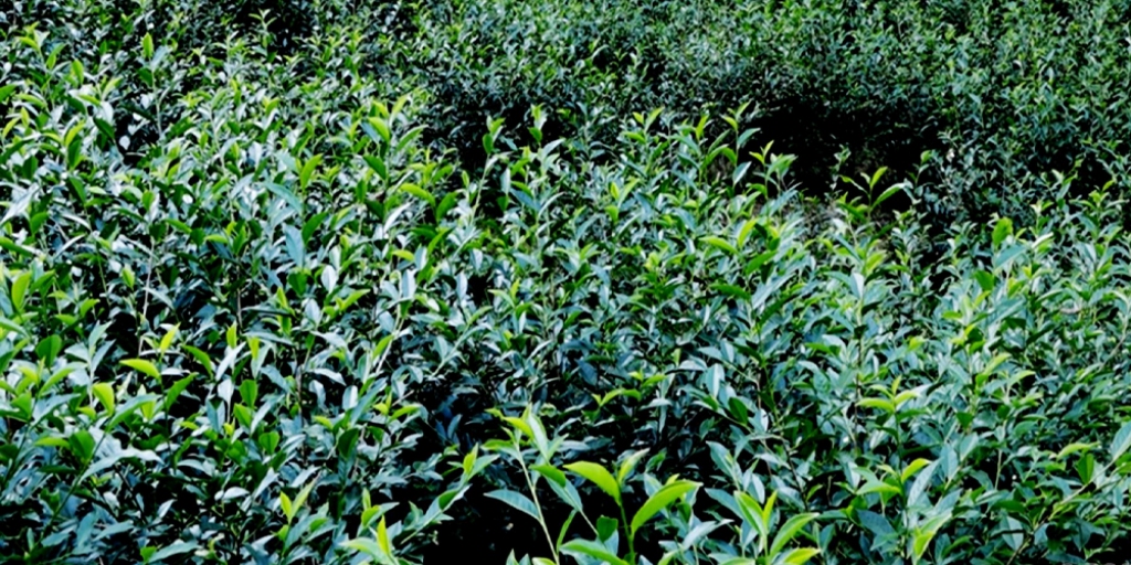 चियाखेती