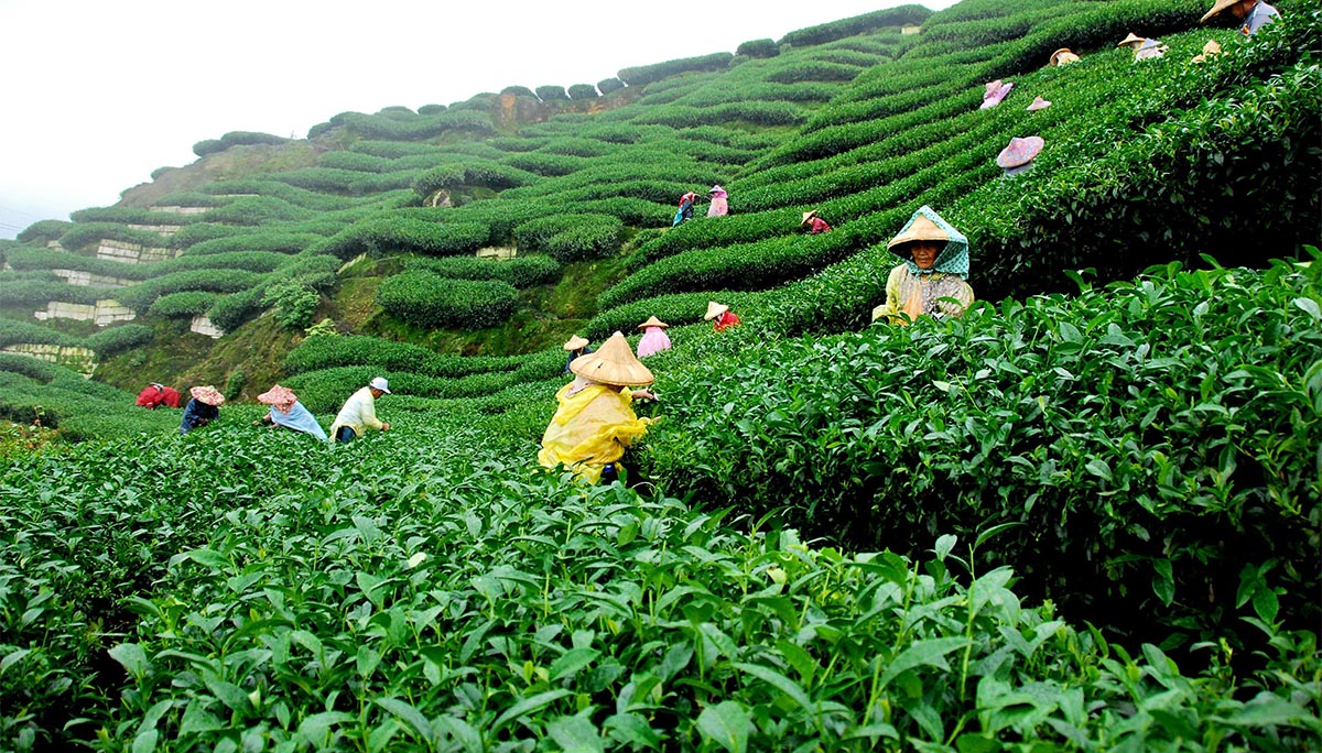 चियाखेती