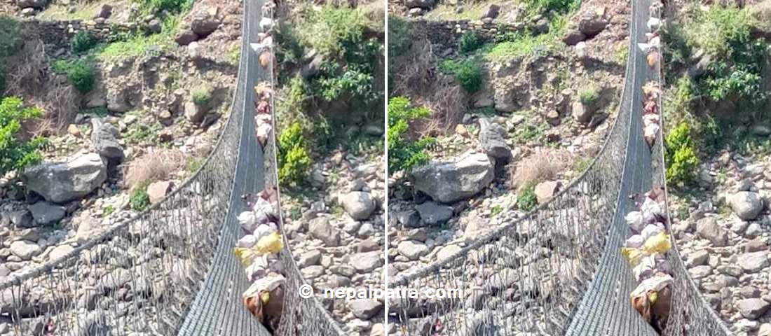 जाली लत्रिँदा १३ खच्चड कर्णालीको झोलुङ्गे पुलमा अड्किए