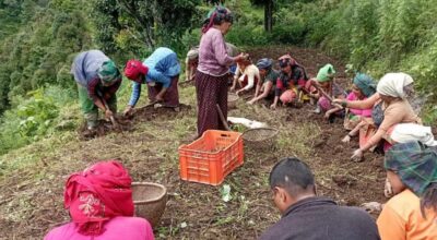 बागलुङमा आलुखेती