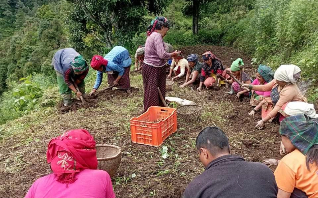 बागलुङमा आलुखेती