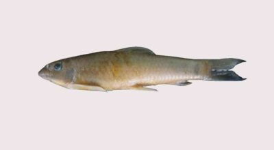 गारा केम्पी होरा