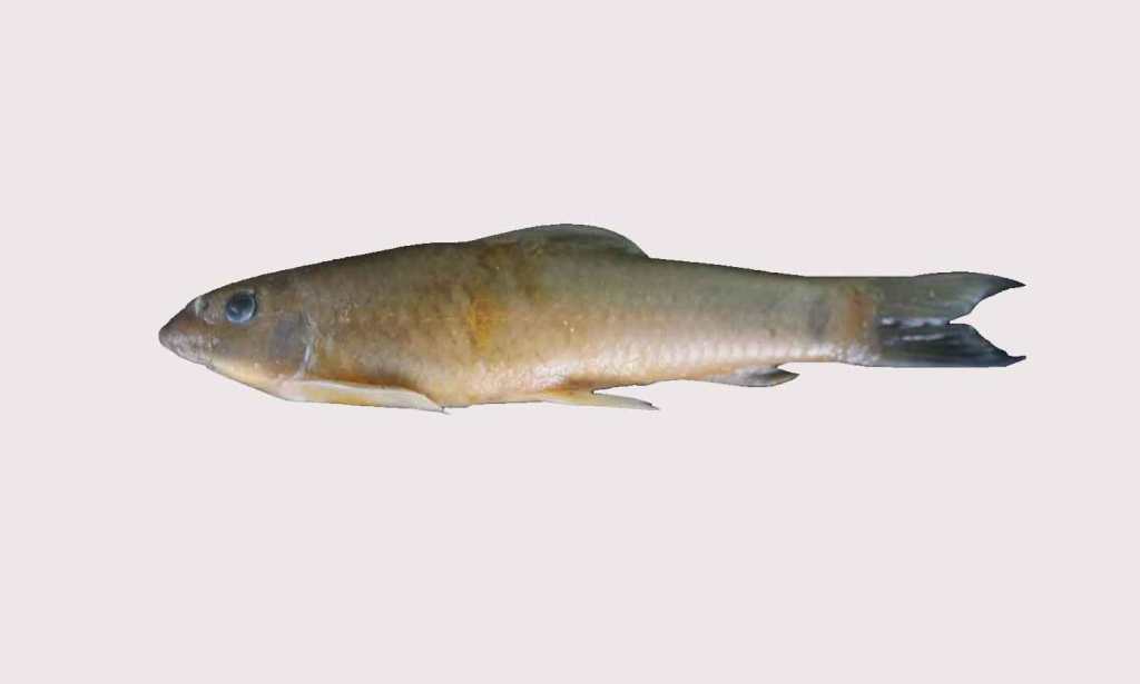 गारा केम्पी होरा