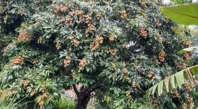 लिच्ची उत्पादन