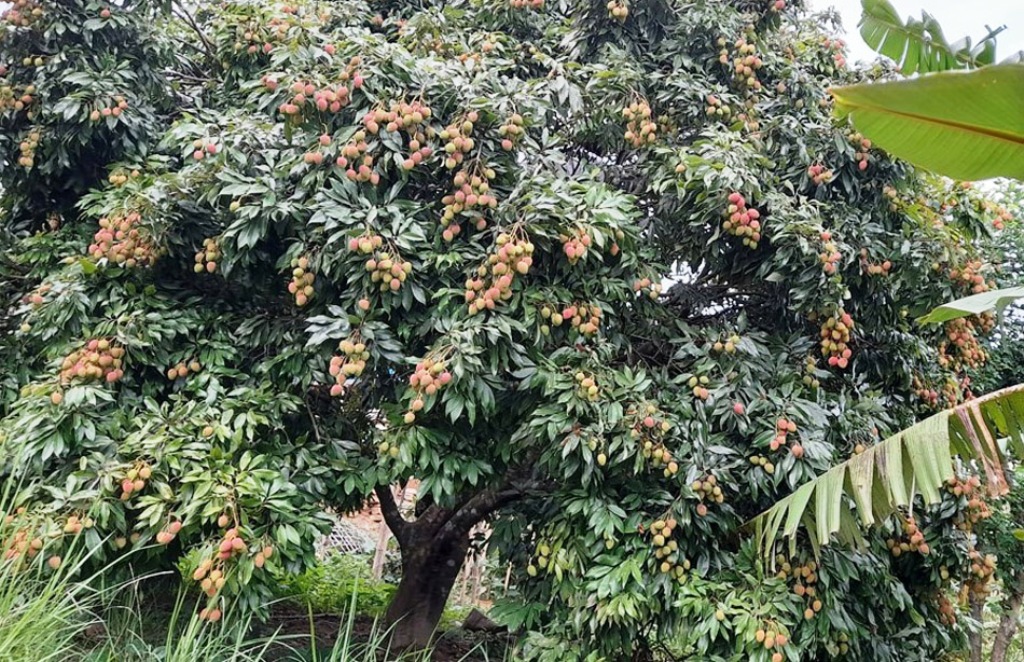 लिच्ची उत्पादन