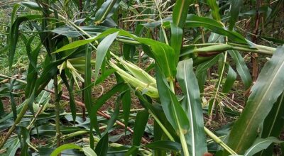 मङ्की पार्क