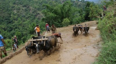 रोपाइँ सम्पन्न