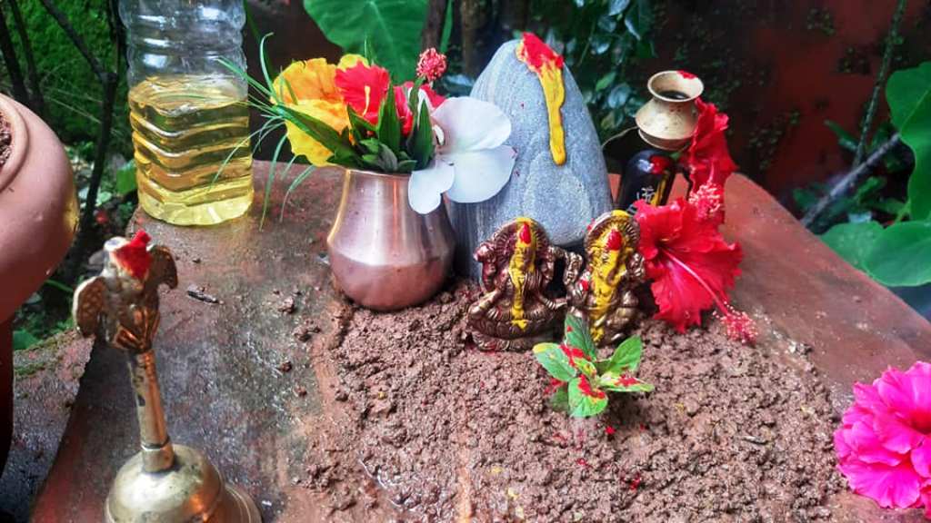 हरिशयनी एकादशीमा तुलसीको विरुवा