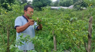 अकबरेखेती