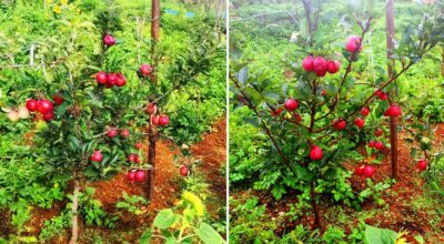 स्याउ फलेपछि