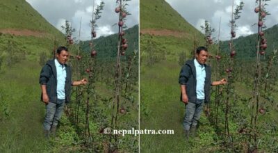 सामूहिक स्याउखेती