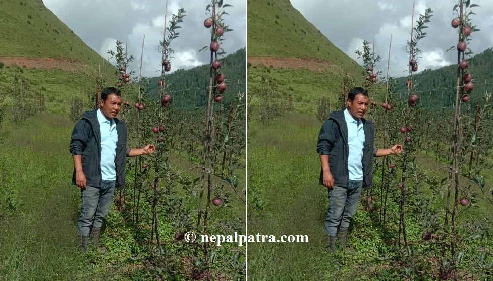 सामूहिक स्याउखेती