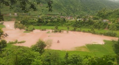 नुवाकोटमा बाढीले सयौँ रोपनी धानखेत बगरमा परिणत