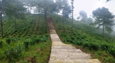 भोजपुरको आमचोकको चौध सय रोपनीमा चियाखेती