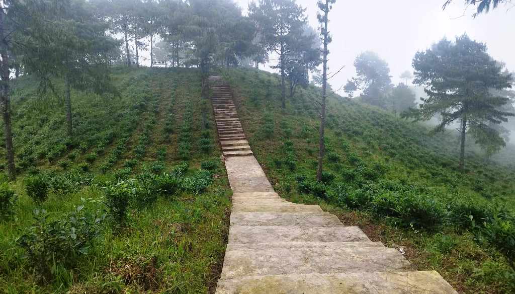 भोजपुरको आमचोकको चौध सय रोपनीमा चियाखेती