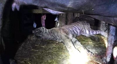 मकवानपुरमा भैँसीले बाघ मार्यो !