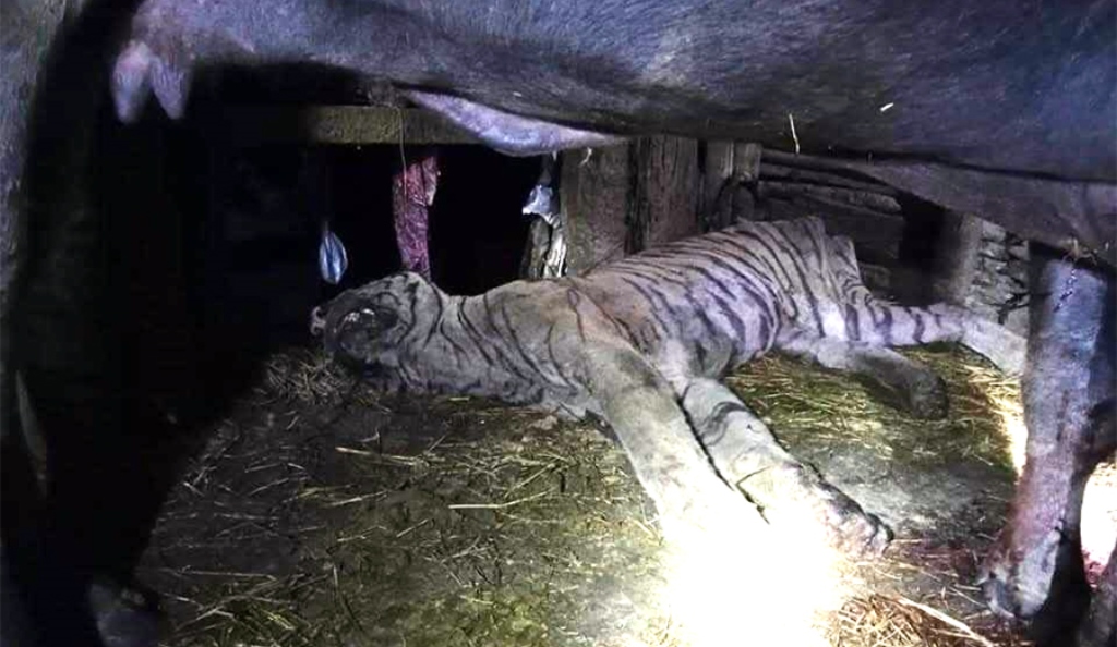 मकवानपुरमा भैँसीले बाघ मार्यो !