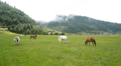 ढोरपाटन