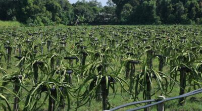 ड्रागन फ्रुट