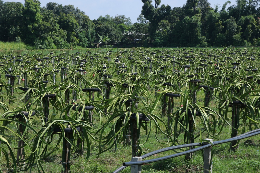 ड्रागन फ्रुट