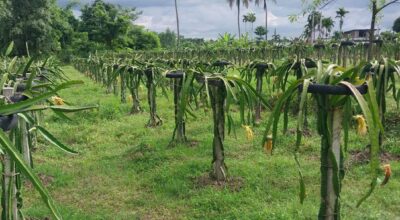 ‘ड्रागनफ्रुट’ खेती